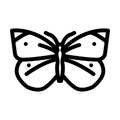 cabbage white summer line icon vector illustration