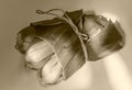 Cabbage wrapped with banana leaves tied with banana rope