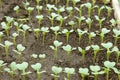 Cabbage young plants Royalty Free Stock Photo