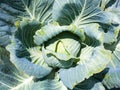 Cabbagehead of white cabbage in garden