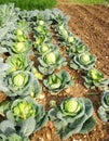 Cabbages Royalty Free Stock Photo