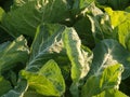 Cabbages, close up