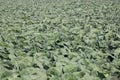 Cabbages on a field Royalty Free Stock Photo