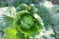 Cabbages grown in the village. Organic vegetables from the garden. Fresh green cabbage from farm field Royalty Free Stock Photo