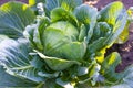 Cabbages grown in the village. Organic vegetables from the garden. Fresh green cabbage from farm field Royalty Free Stock Photo