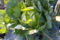 Cabbages grown in the village. Organic vegetables from the garden. Fresh green cabbage from farm field Royalty Free Stock Photo