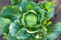 Cabbages grown in the village. Organic vegetables from the garden. Fresh green cabbage from farm field