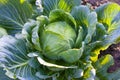 Cabbages grown in the village. Organic vegetables from the garden. Fresh green cabbage from farm field Royalty Free Stock Photo