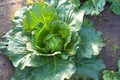 Cabbages grown in the village. Organic vegetables from the garden. Fresh green cabbage from farm field Royalty Free Stock Photo