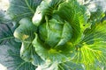 Cabbages grown in the village. Organic vegetables from the garden. Fresh green cabbage from farm field Royalty Free Stock Photo