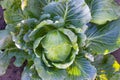 Cabbages grown in the village. Organic vegetables from the garden. Fresh green cabbage from farm field