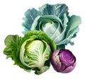 Cabbages isolated on white background. Generative AI