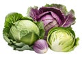 Cabbages isolated on white background. Generative AI