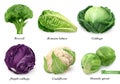 Cabbages and lettuce, leaf vegetables realistic food objects. 3d vector icon set Royalty Free Stock Photo