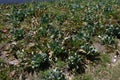 Cabbages in plantation farm near mount Bromo, East Java, Indonesia Royalty Free Stock Photo