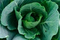 Cabbages on ridge in summer garden. Growing fresh vegetables on farm. Formation of cabbage from green leaves Royalty Free Stock Photo