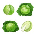 Cabbages set. Vector illustrations of ripe fresh farm vegetables. Organic healthy food collection. Single and in the groups. Whole Royalty Free Stock Photo