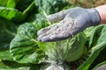 Cabbages are sprinkled by worker with ashes