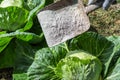 Cabbages are sprinkled by worker with ashes