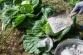 Cabbages are sprinkled by worker with ashes