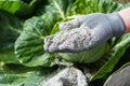 Cabbages are sprinkled by worker with ashes