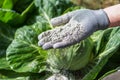 Cabbages are sprinkled by worker with ashes