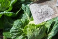 Cabbages are sprinkled by worker with ashes