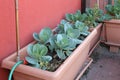 cabbages on the vase of a garden created on the balcony of the a