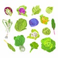 Cabbages vector set isolated on white background. Broccoli, romaine lettuce, green and purple cabbages, cauliflower, brussels Royalty Free Stock Photo