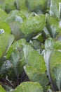 Cabbages at Villandry castle gardens, in France. Chateau de Villandry romantic kitchen garden at Loire Valley, at Indre-et-Loire r