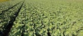 cabbages in a wide field with sandy soil Royalty Free Stock Photo