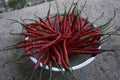 Cabe or cabai merah keriting (red curly chili)