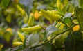 Cabe  Fresh green chili on stalk ready for harves in the field Close up of green chili growing Royalty Free Stock Photo