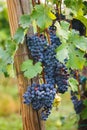 Cabernet Franc Grapes. Ripe Cabernet Franc grapes on an old vine Royalty Free Stock Photo