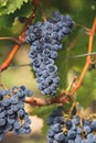 Cabernet Franc grapes on the vine Royalty Free Stock Photo