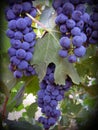 Cabernet Grapes Royalty Free Stock Photo