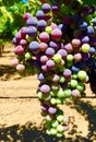 Cabernet Grapes in Veraison Royalty Free Stock Photo