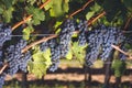 Cabernet grapes on vine
