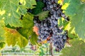 Cabernet grapes on vines ready to harvest in Napa Valley Royalty Free Stock Photo