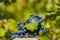 Blue grapes in bucket after harvest Royalty Free Stock Photo