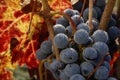 Cabernet Sauvignon close up