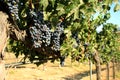 Cabernet Sauvignon grapes Royalty Free Stock Photo