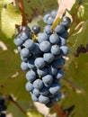 Cabernet Sauvignon Grapes