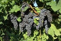 Cabernet Sauvignon grapes hanging on vine Royalty Free Stock Photo