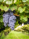 Cabernet Sauvignon grapes variety. Cabernet Sauvignon is one of the world`s most widely recognized red wine grape varieties. Sout Royalty Free Stock Photo