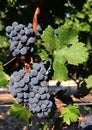 Cabernet Sauvignon grapes on vine Royalty Free Stock Photo