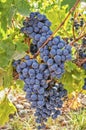 Cabernet Sauvignon grapes on the vine Royalty Free Stock Photo