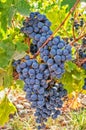 Cabernet Sauvignon grapes on the vine Royalty Free Stock Photo