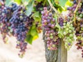 Cabernet sauvignon grapes in a vineyard in Bordeaux