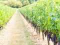 Cabernet sauvignon grapes in a vineyard in Bordeaux Royalty Free Stock Photo
